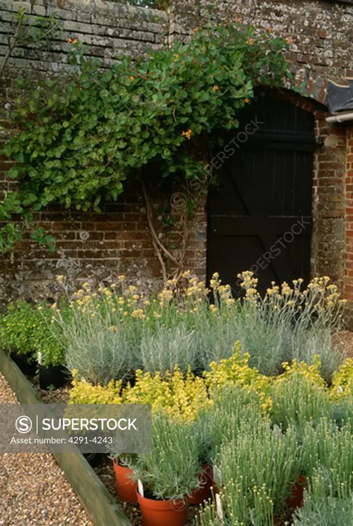 Pots of lavender in walled country garden