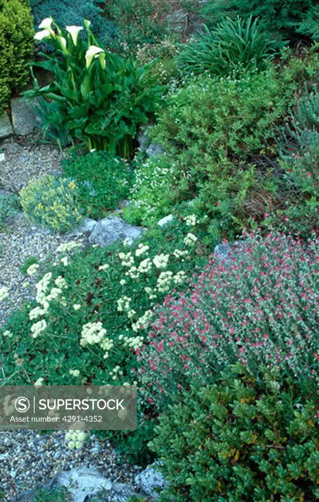 Flowering plants in herbaceous border in country garden in summer