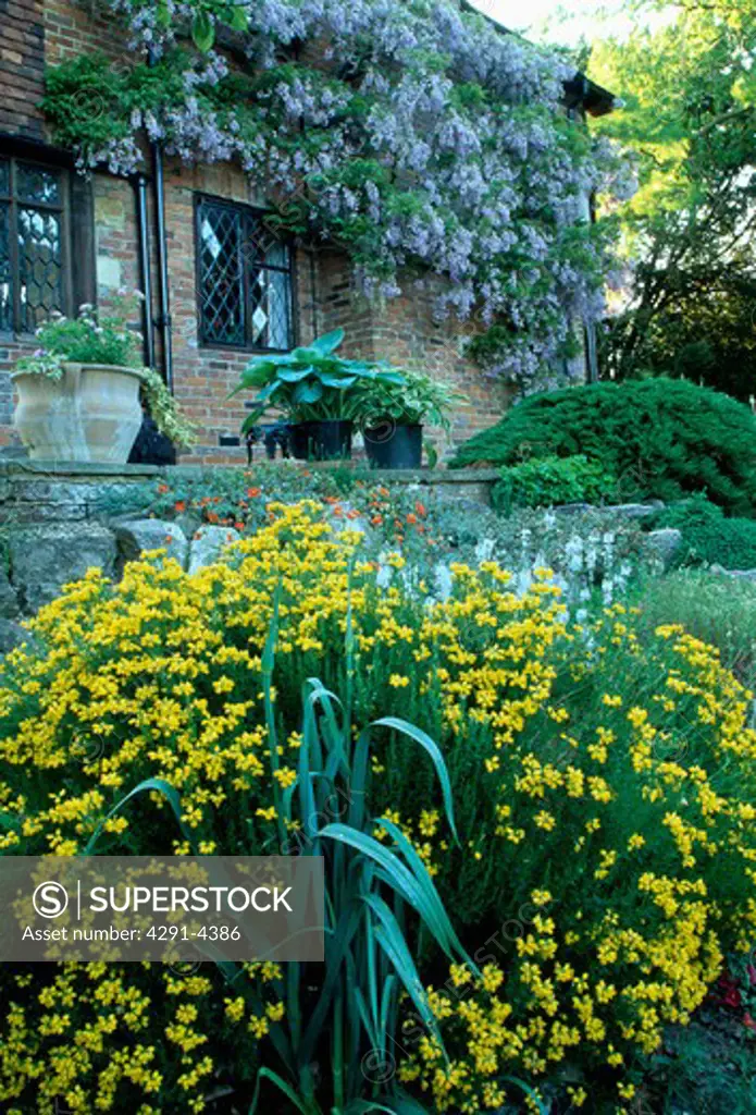 Yellow genista in country garden in summer