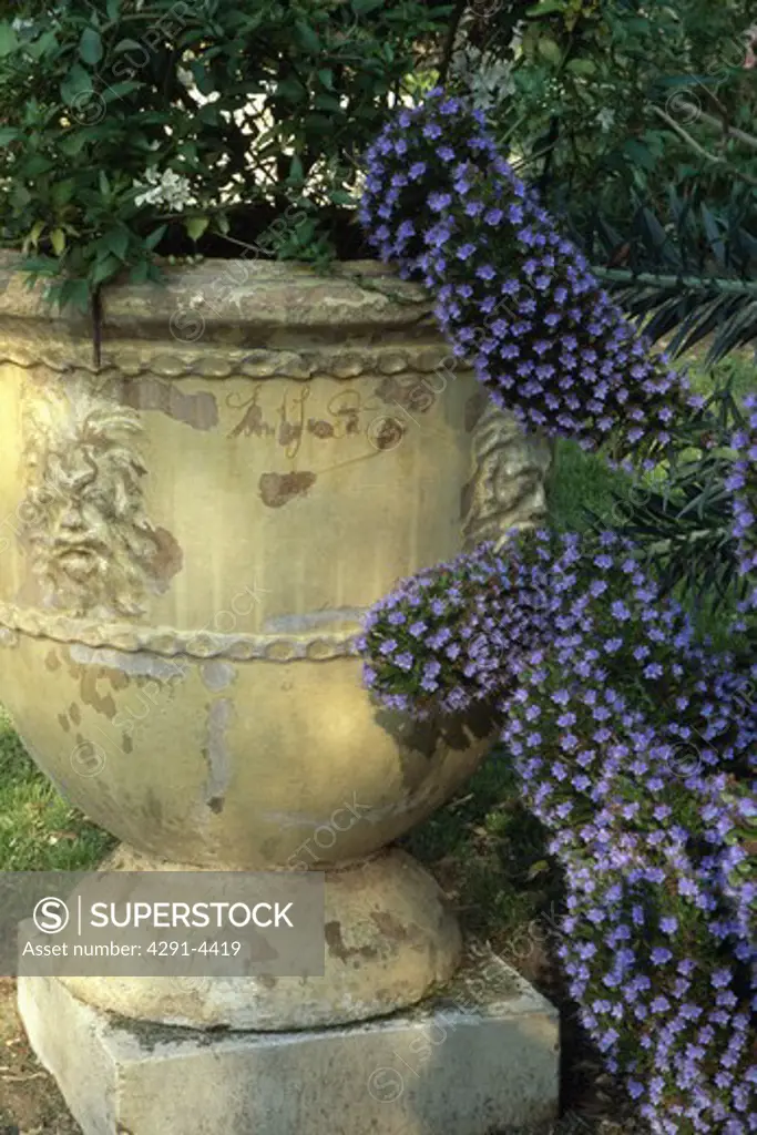 Close-up of old stone urn and echium