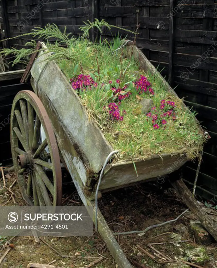 Traditional two- wheeled cartplanted with primulas, and grasses