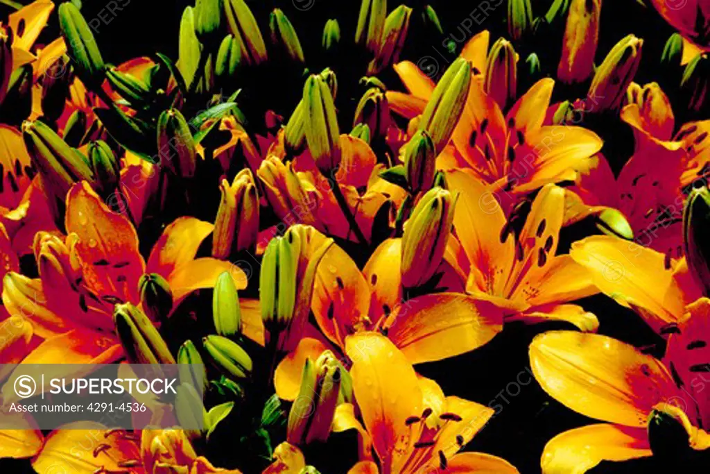 Close-up of yellow 'Golden Clarion Hybrid' lilies