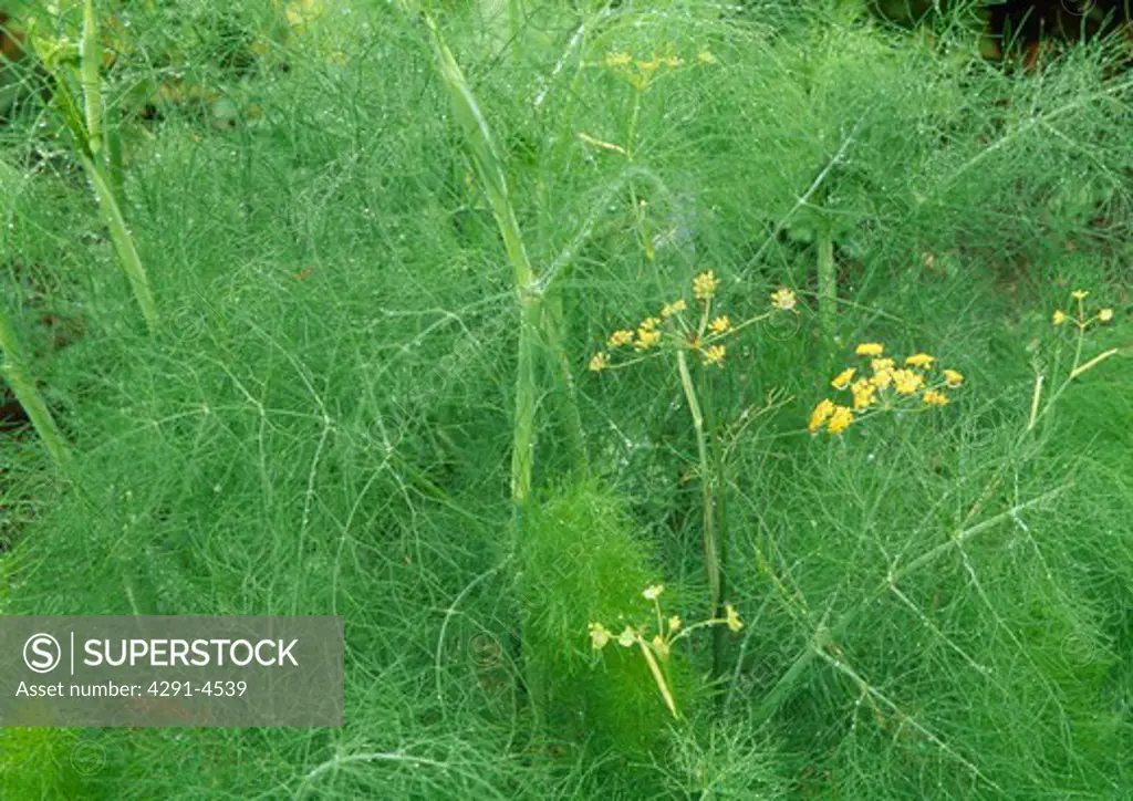 Close-up of fennel leaves and flower