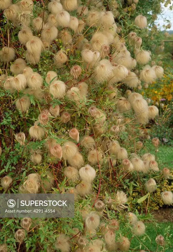 A large bush of wild clematissmothered in autumn seedheads.