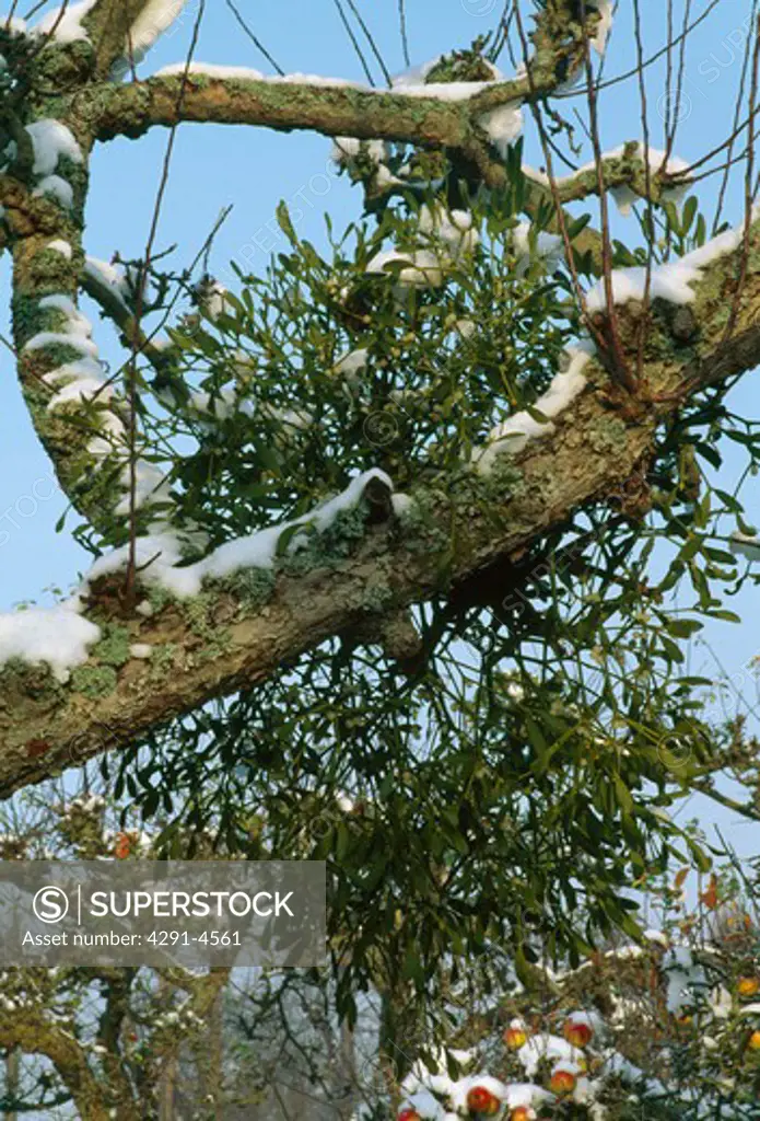 Close-up of mistletoe growing on branches of tree
