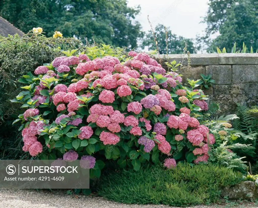 Close up of a pink mophead hydrangea between a gravel path and a stone wall.