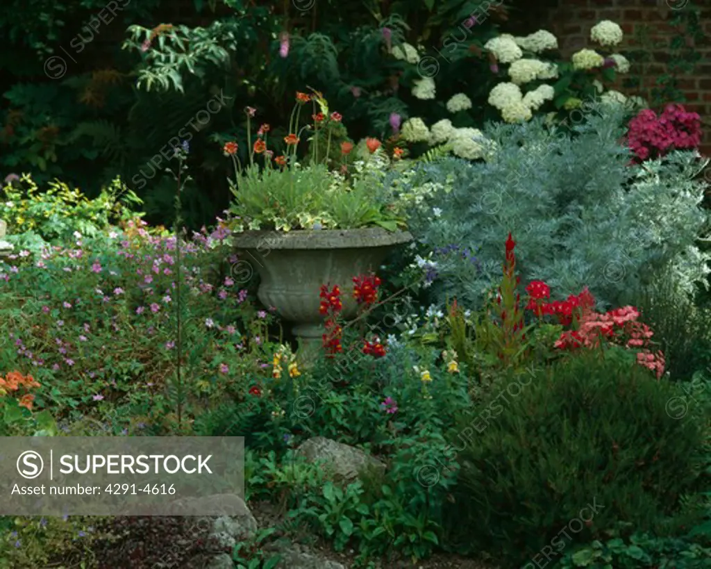 Stone urn with anemones in an early summer mixed border with perennial wallflowers,snapdragons,heather and artimesia backed with butterfly bush and hydrangea