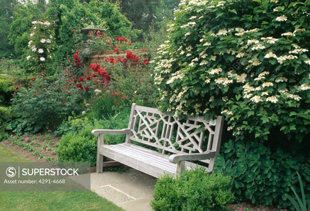 Wooden bench below white-flowering viburnum in country garden in summer