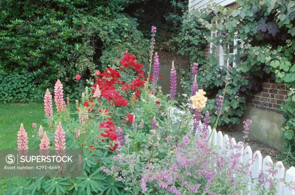 Informal June border with catmint , lupins and roses by a white picket fence.