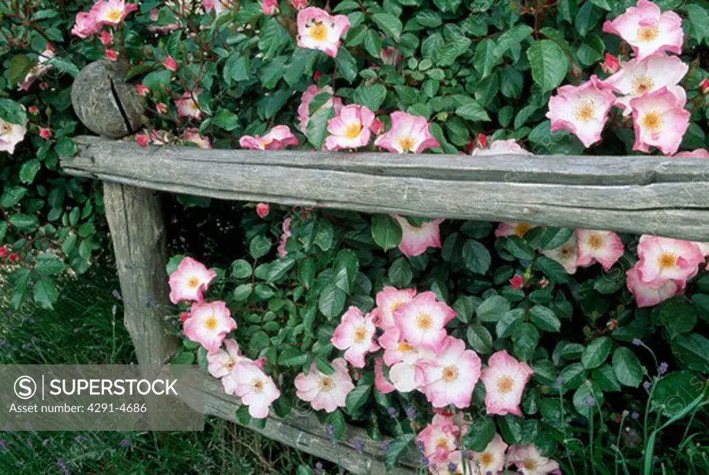Close up of bush of single pink roses on a rustic fence.