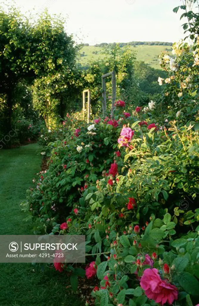 Pink roses in scented country garden in summer