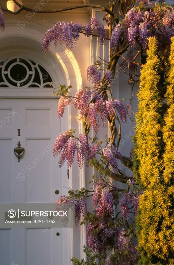 Close-up of wisteria above white Georgian front door