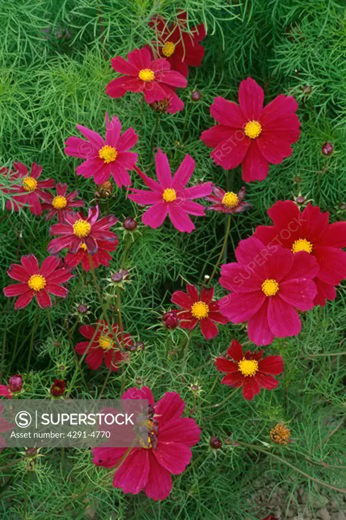 Close-up of pink and red Cosmos