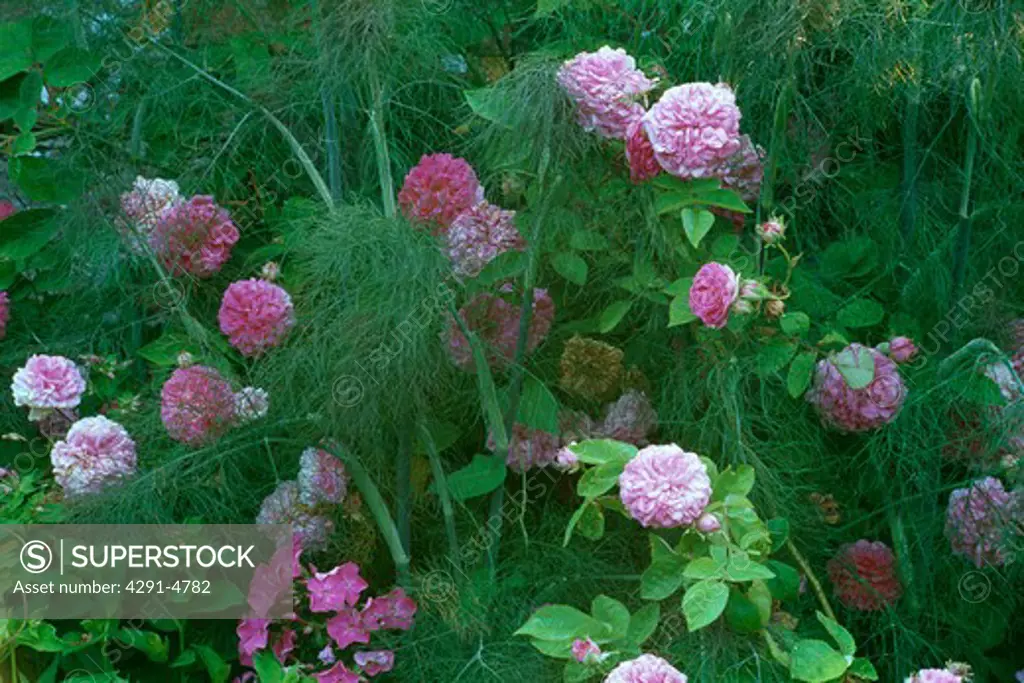 Close-up of pink roses with fennel in summer garden border