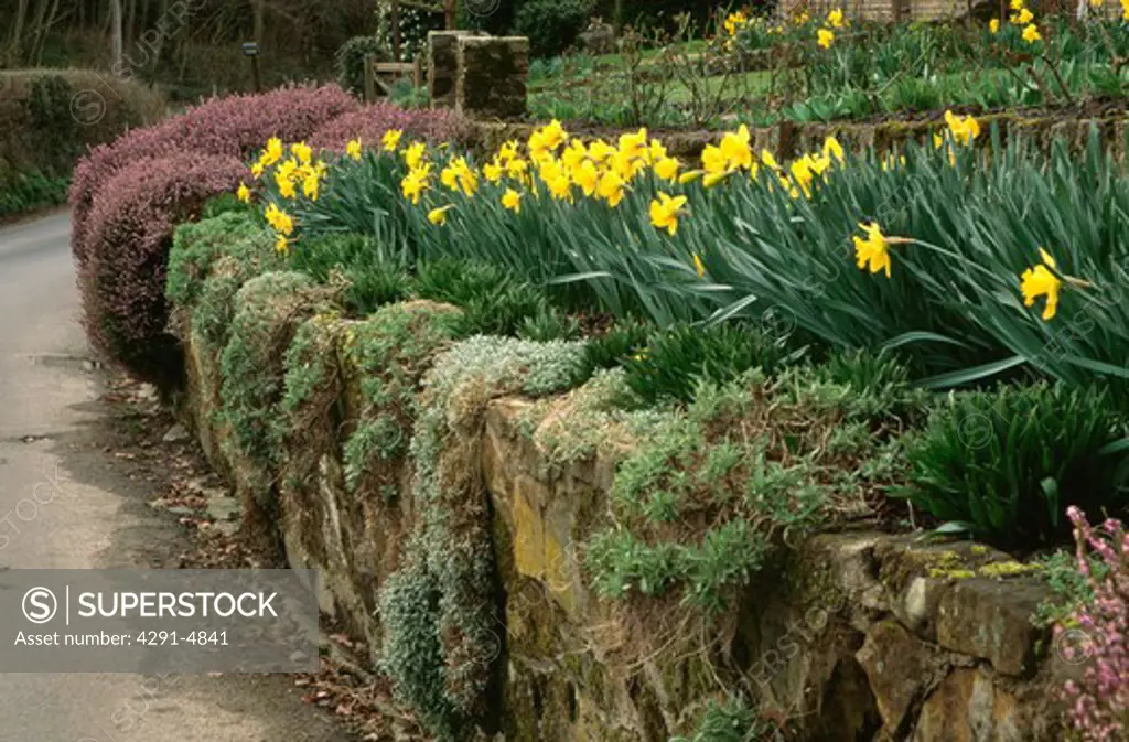 Yellow daffodils growing in raised spring border above mossy stone wall beside drive