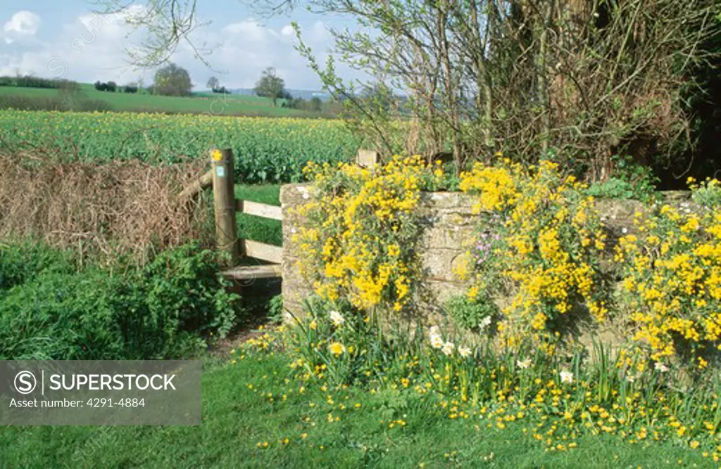 Yellow rockery plant on old stone wall with wooden stile into country field