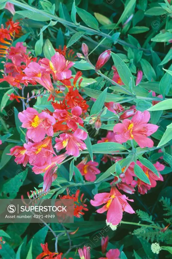 Close-up of pink Alstroemeria and red Crocosmia Lucifer