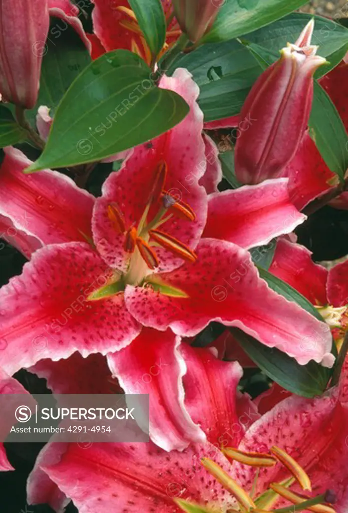 Close-up of pink Stargazer lilies