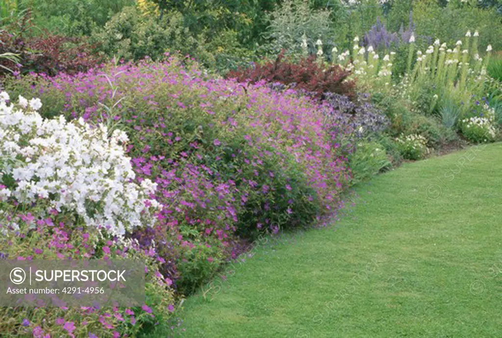 Purple gerarniums and white mallow in herbaceous summer garden border