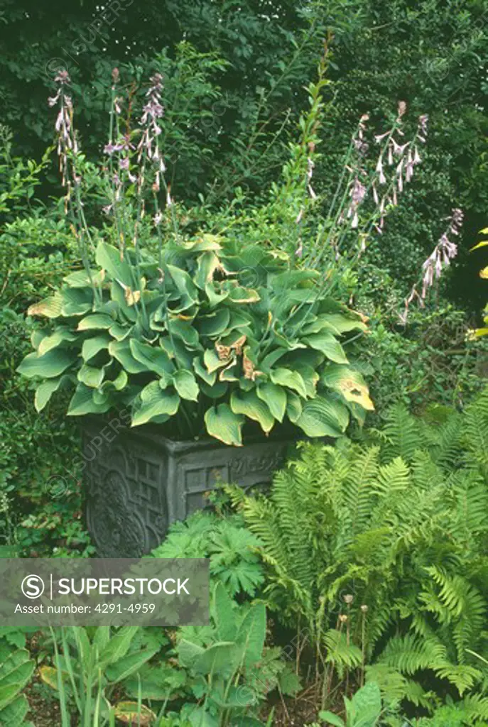 Green ferns below hostas in metal planter in garden border