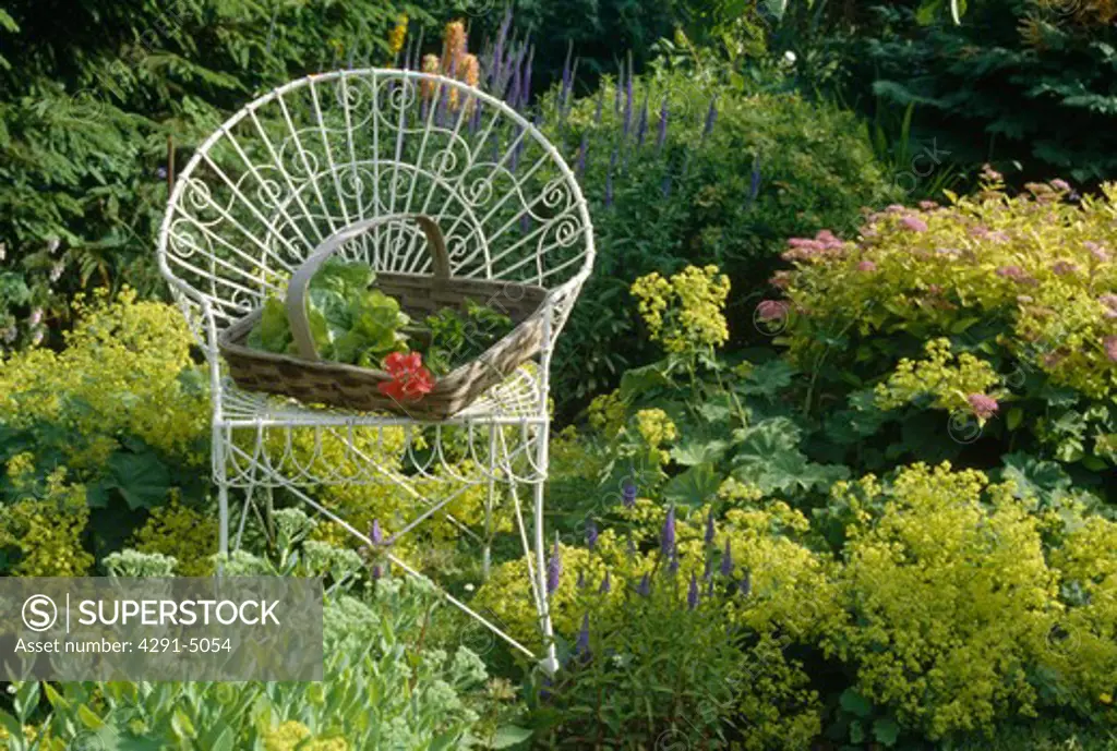 White wirework chair with atrug with lady's mantle, sedums and salvia.