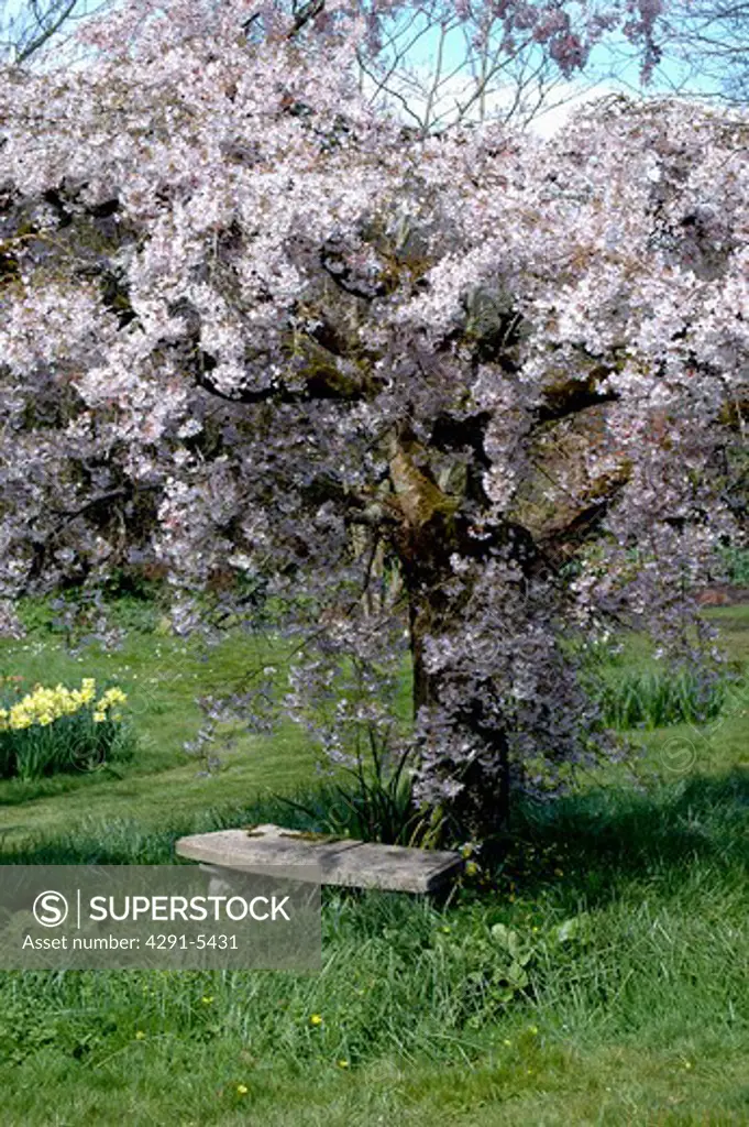 Bench underneath a tree heavy with blossom in large country garden.