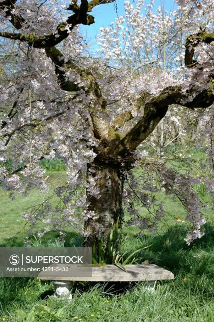 Bench underneath a tree heavy with blossom in large country garden.