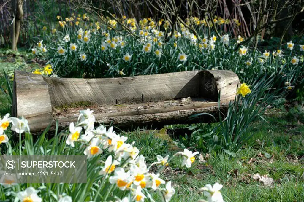Bench carved out of a large log surrounded by daffodils.