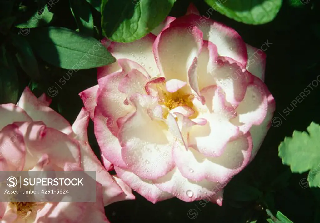 Close-up of pink 'Handel' rose