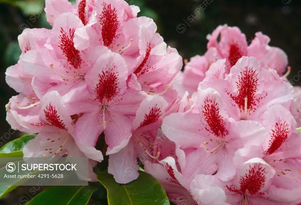 Close up of flowerheads of a rhododendron- pale pink with a prominent red blotch .