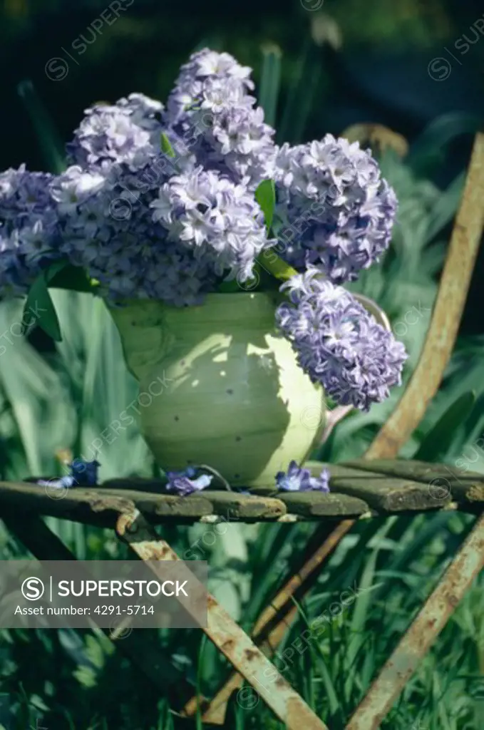 Still-Life of blue hydrangeas in jug