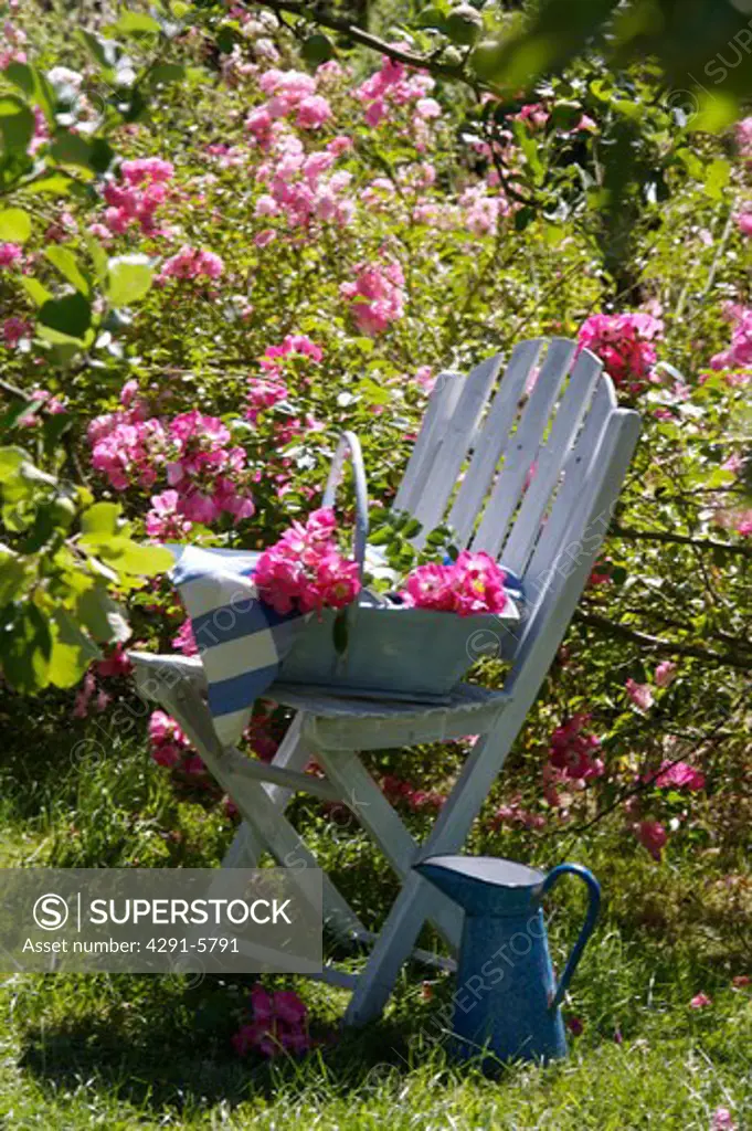 Pink roses and white chair in country garden in summer