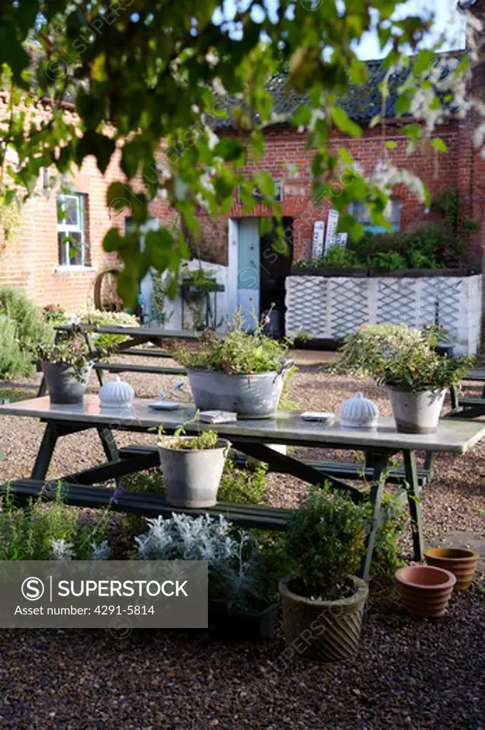 Plants in metal containers on table on gravelled courtyard