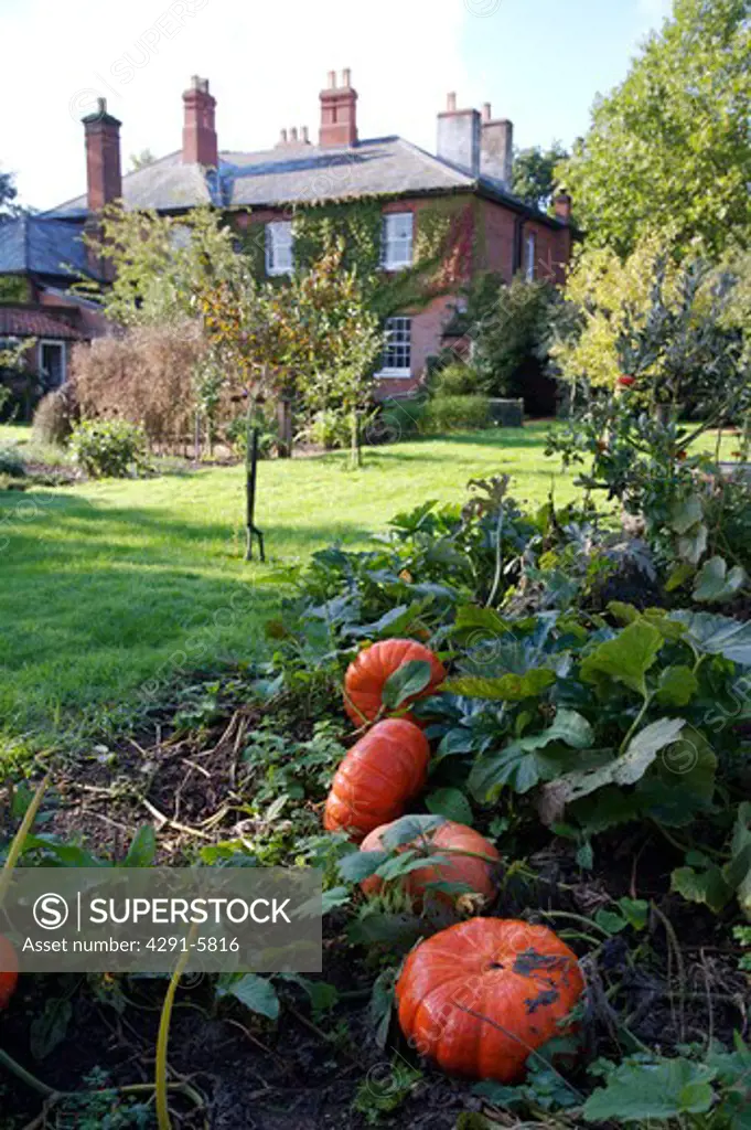 Orange squashes in border of large country garden with Victorian house in the background