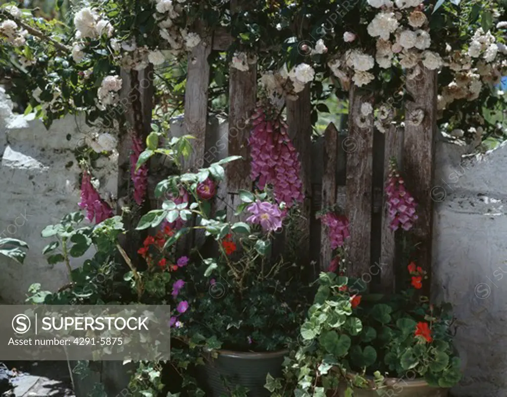 Pink foxgloves and red geraniums in pots below white roses on fence