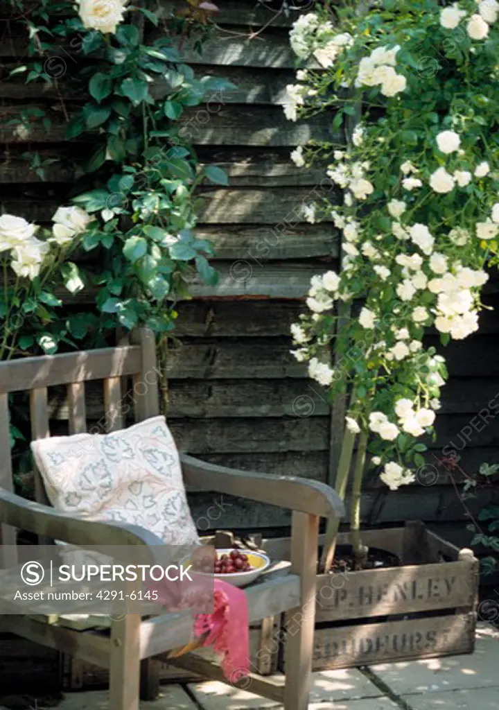 Wooden chair with white roses on wooden fence