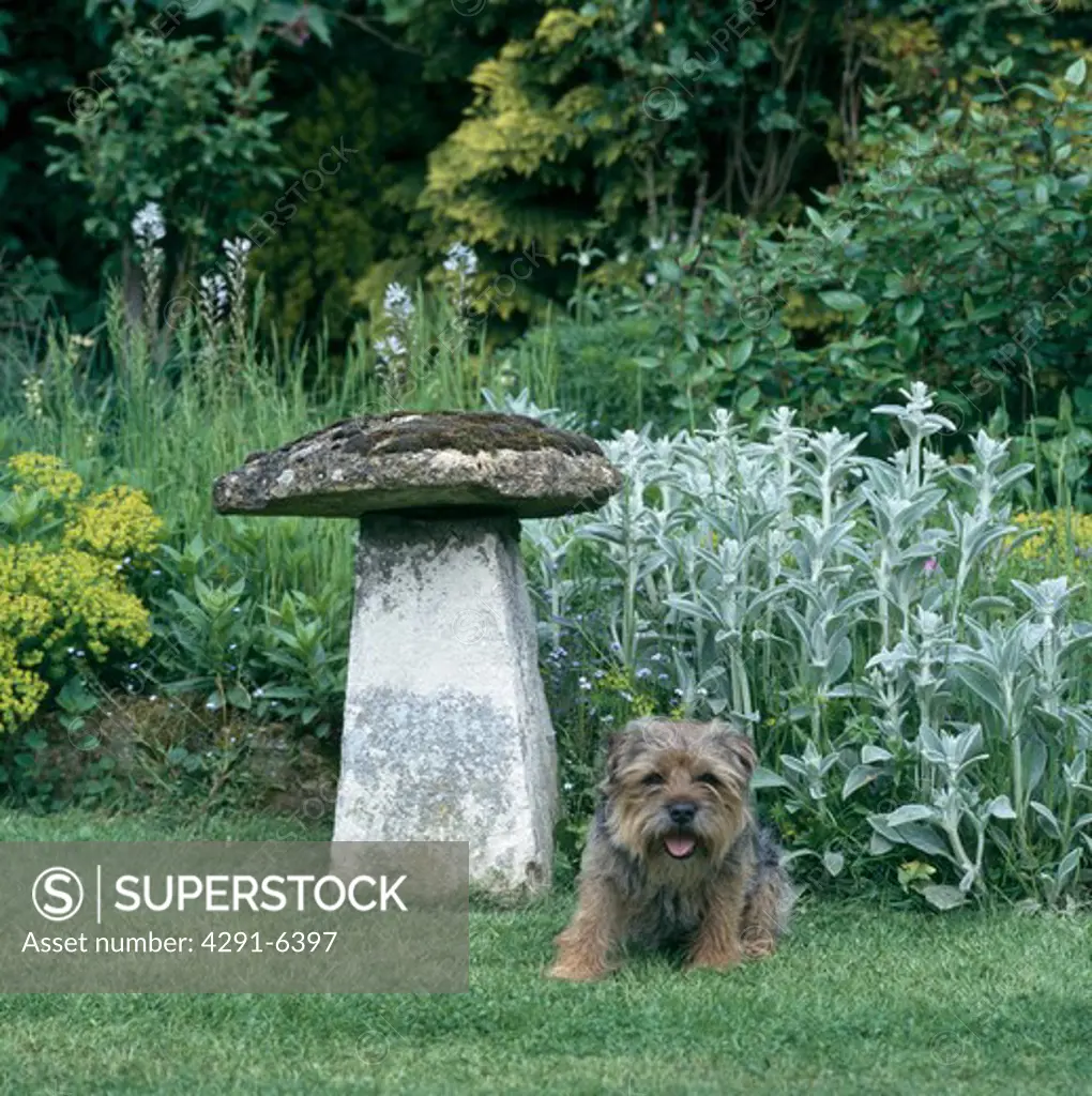 Yorkshire terrier beside antique staddle stone in country garden with Stachys Lanata in the border