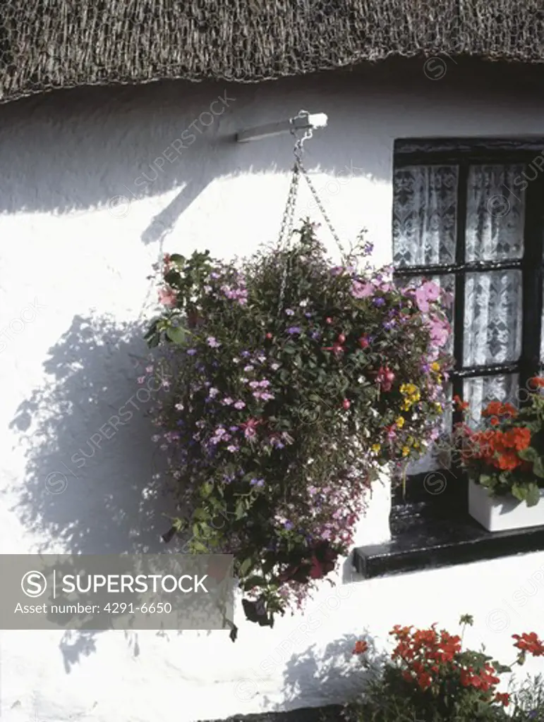 Close up of flowering plants in hanging basket on white cottage wall