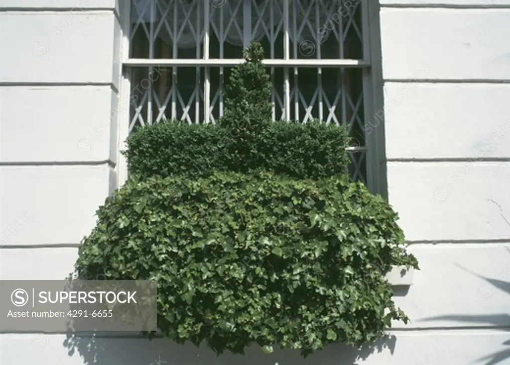 Close up of ivy and clipped box in windowbox