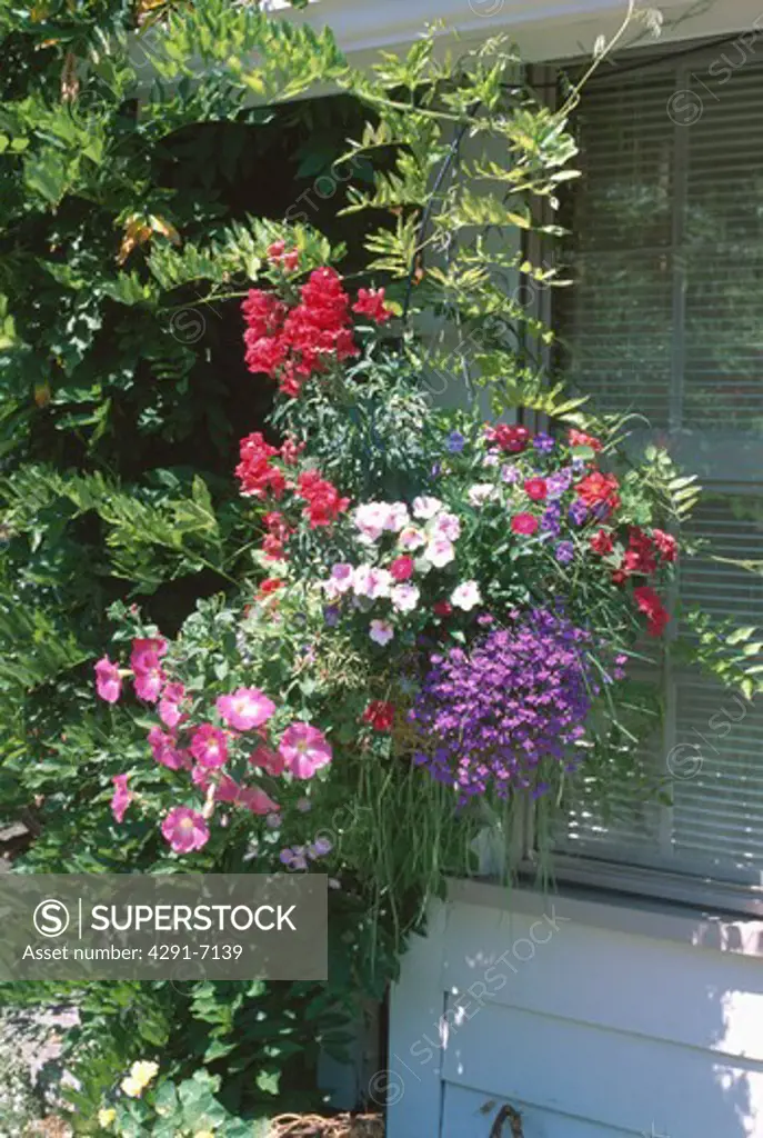 Close up of blue lobelia and red antirrhinum in hanging basket with pink petunias