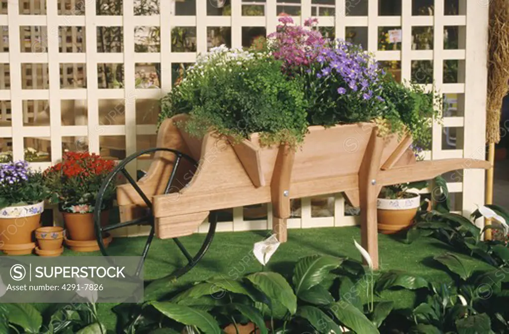 Close-up of wooden barrow with pots of maidenhair fern and mauve asters against trellis fence