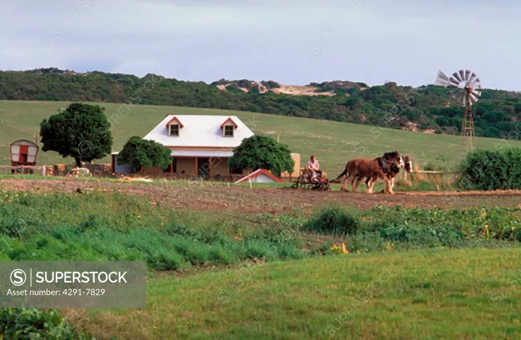 Man ploughing with a pair of horses in the Australian countryside with traditional farmhouse and windmill in the background