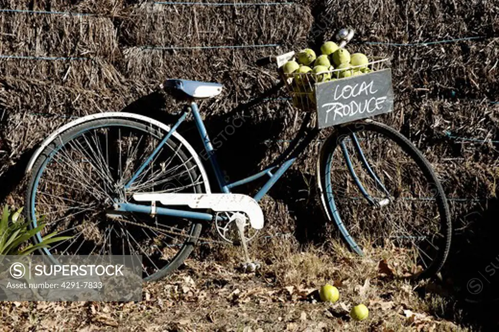 Old blue bike with basket full of pears against wall of hay bales
