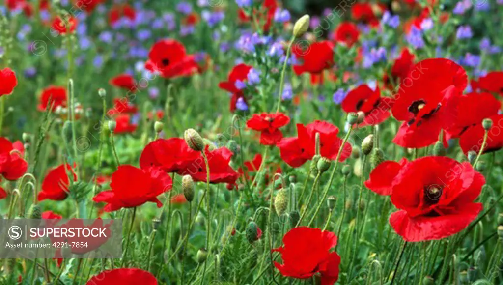 Close-up of red poppies growing in front of blue echium