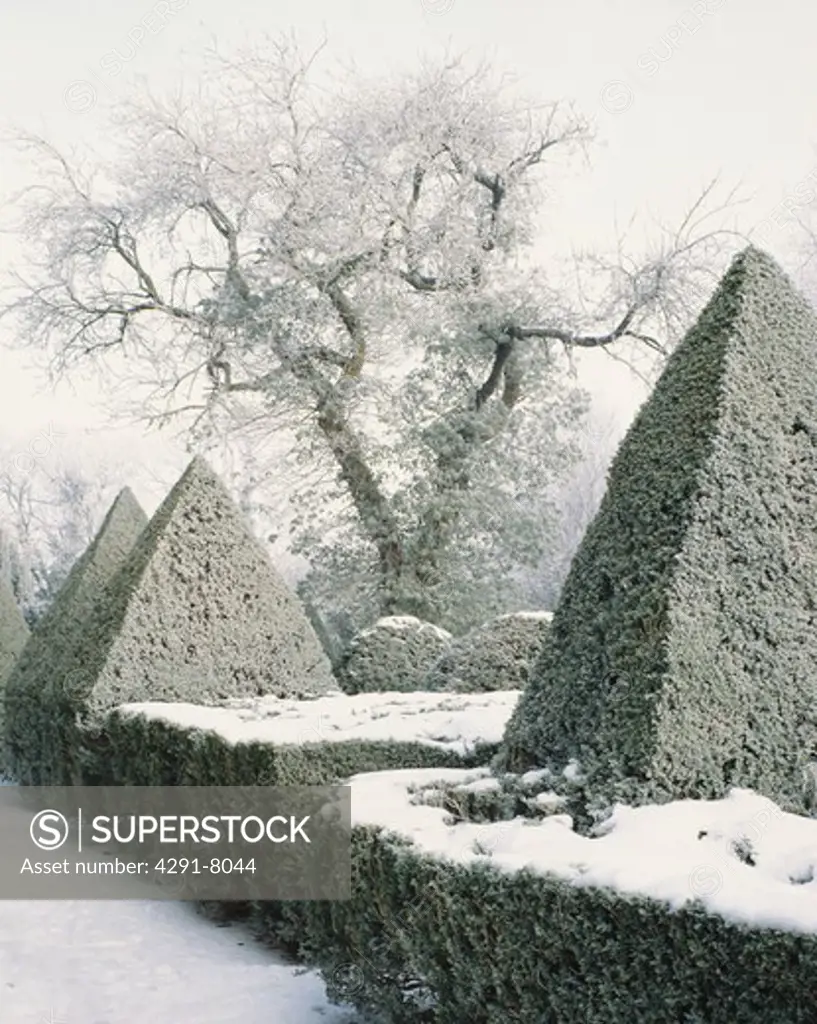 View of a large tree through a substantial box parterre with pyramids s and spheres with a covering of snow