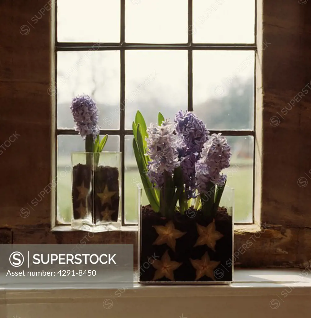 Close-up of blue flowering hyacinths in glass holder on windowsill