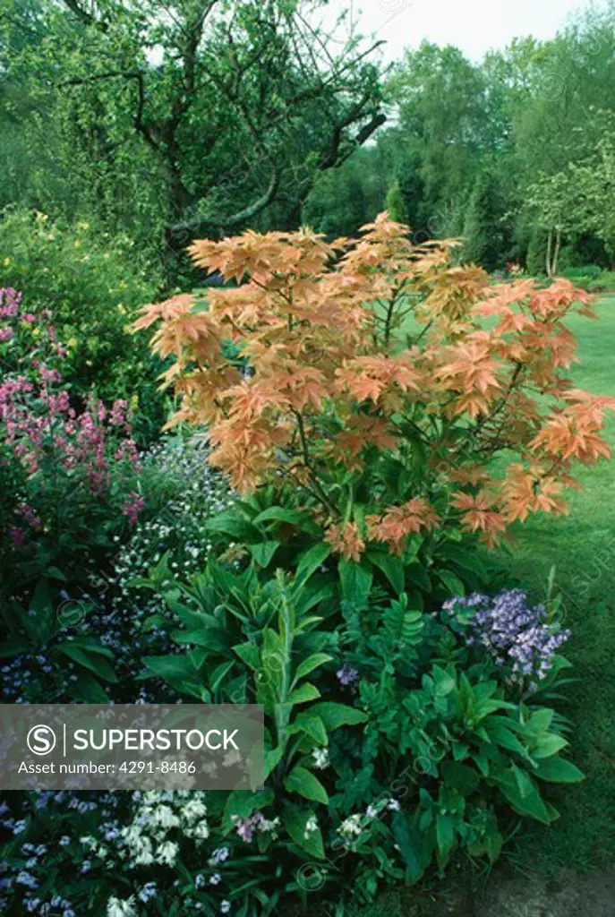 Pale orange Acer in country garden border in spring