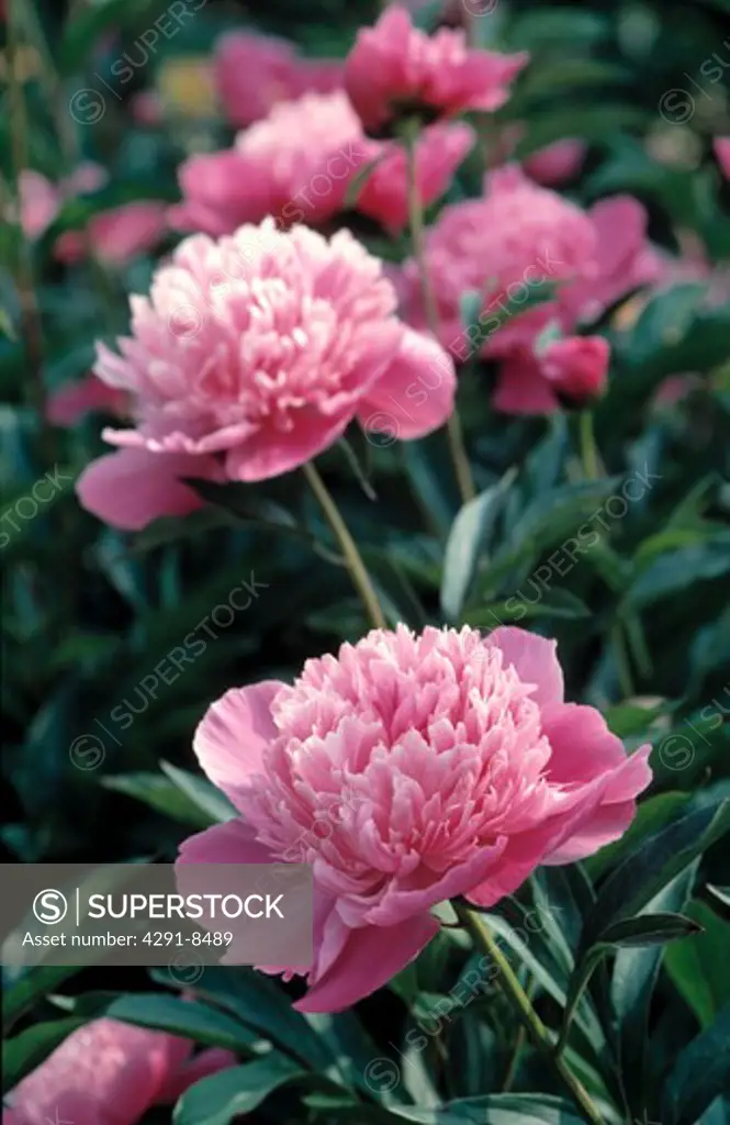 Close-up of blooms of double pink peony