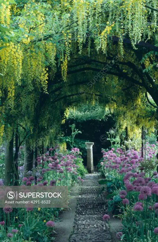 A paved and peeble path lined with alliums through a laburnum tunnel