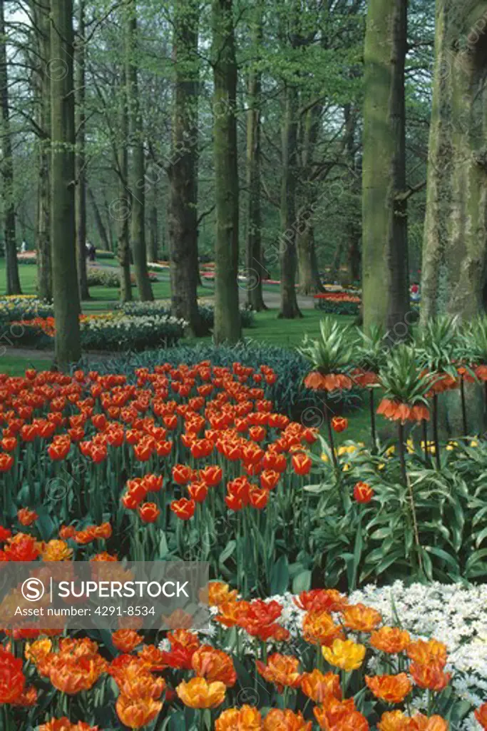 Beds of orange tulips and fritillaria 'imperialis' below trees in Keukenhof garden in the Netherlands